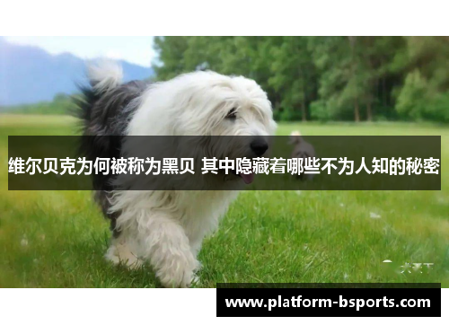 维尔贝克为何被称为黑贝 其中隐藏着哪些不为人知的秘密